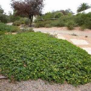 Goodenia ovata     Common / Product Name: Cover Up