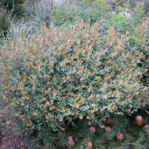 Goodia lotifolia