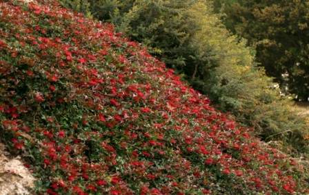 Grevillea (G.acanthifolia x G.laurifolia)
