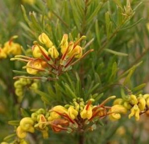 Grevillea (G.alpina x G.rosmarinifolia)