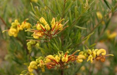 Grevillea (G.alpina x G.rosmarinifolia)