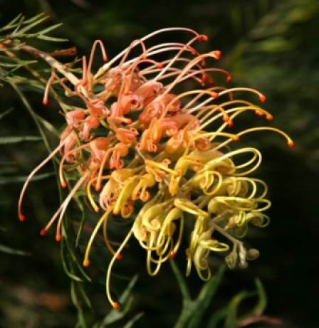 Grevillea (G.banksii x G.bipinnatifida)
