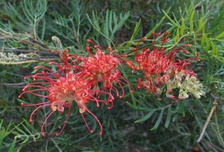 Grevillea (G.banksii x G.bipinnatifida)
