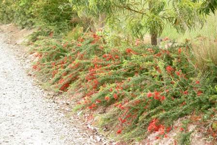 Grevillea juniperina variety