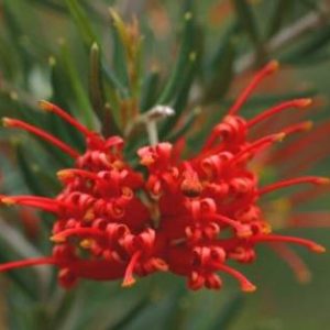 Grevillea (G.juniperina 'Molonglo' x rhyolitica)