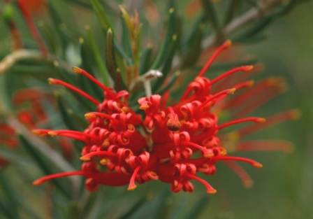 Grevillea (G.juniperina 'Molonglo' x rhyolitica)