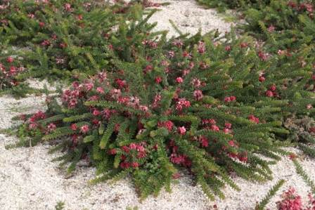 Grevillea lanigera
