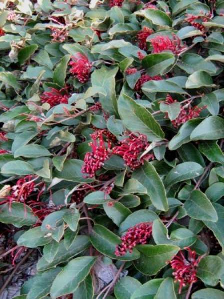 Grevillea laurifolia