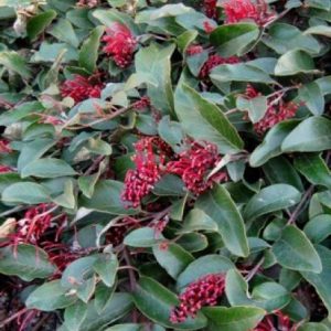 Grevillea laurifolia