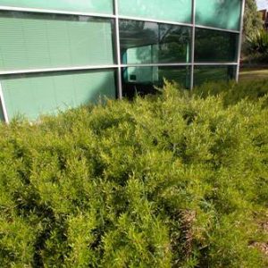 Grevillea obtusifolia