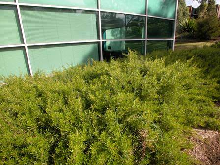 Grevillea obtusifolia