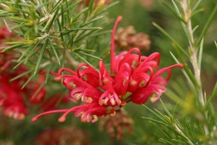 Grevillea rosmarinifolia