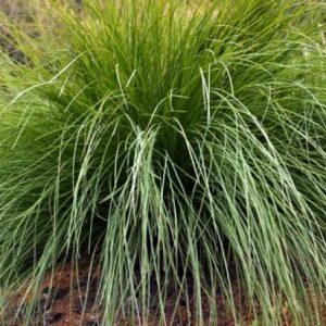 Lomandra confertifolia ssp. rubiginosa
