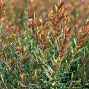 Melaleuca linariifolia Dwarf