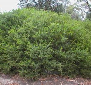 Melaleuca nesophila