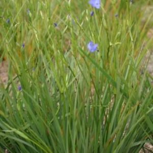 Orthrosanthus multiflorus Kangaroo Island form