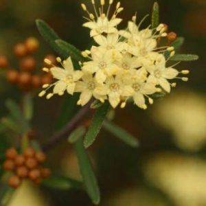 Leionema syn.(Phebalium)phylicifolium