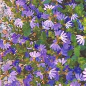 Scaevola albida Common / Product Name: Blue Ribbon
