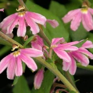 Scaevola albida