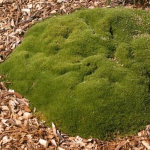 Scleranthus uniflorus
