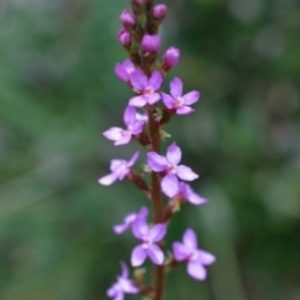 Stylidium graminifolium