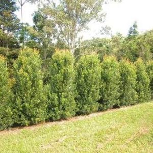 Syzygium australe     Common / Product Name: Hinterland Gold