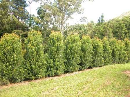 Syzygium australe