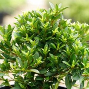 Syzygium australe