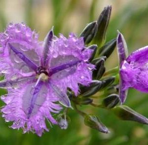 Thysanotus multiflorus