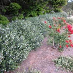 Westringia fruticosa     Common / Product Name: Zena