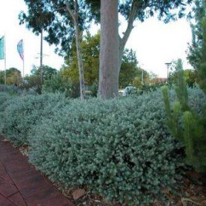 Westringia fruticosa