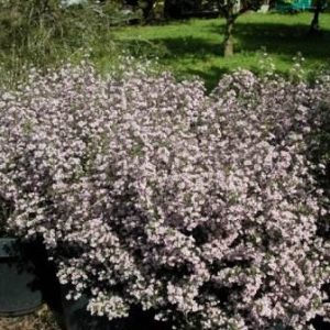 Zieria cytisoides