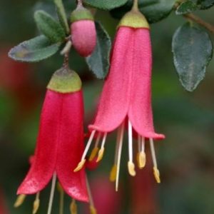 Correa pulchella     Common / Product Name: Fuchsia Bells