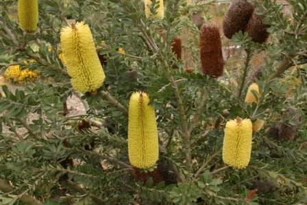 Australian Wholesale Nursery :
