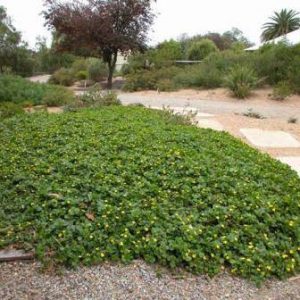 Goodenia ovata prostrate