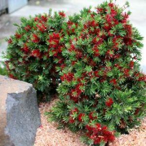Callistemon viminalis hybrid