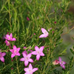 Crowea exalata
