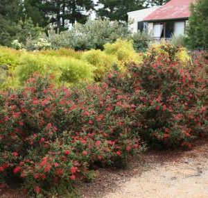 Grevillea rhyolitica