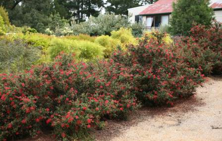 Grevillea rhyolitica