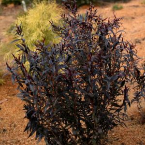 Agonis flexuosa 'Claret Nights'