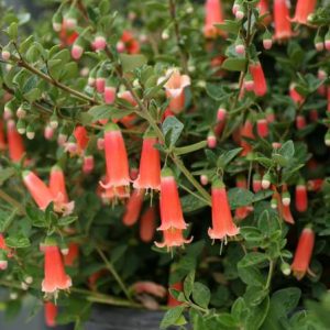 Correa pulchella hybrid