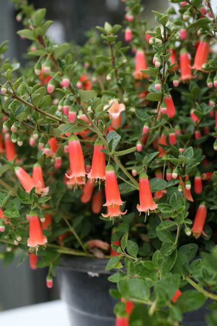 Correa pulchella hybrid