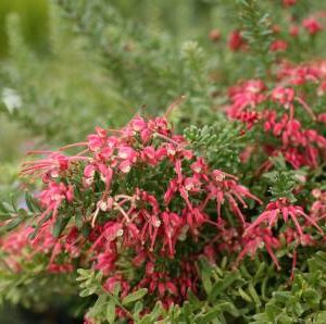 Grevillea hybrid