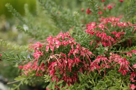 Grevillea hybrid