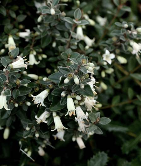 Correa pulchella hybrid