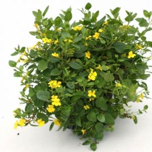 Goodenia ovata