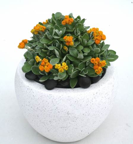 Chrysocephalum apiculatum