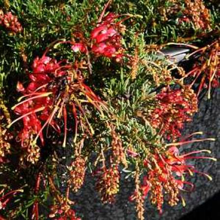 Grevillea thelemanniana