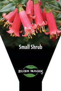 Correa pulchella 'Carawatha Bells'