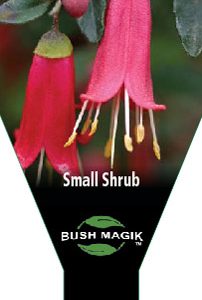 Correa pulchella 'Fuchsia Bells'